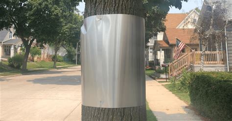 metal cuffs wrapped around tree